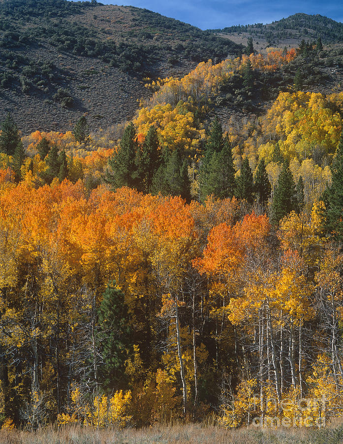 742900067 Fall Color Lundy Canyon Eastern Sierras California Photograph by Dave Welling
