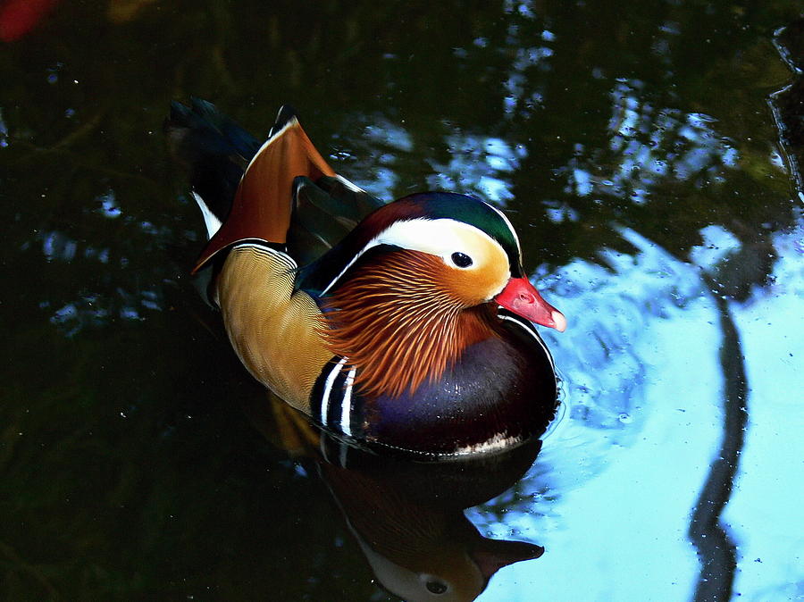 Duck Photograph - Chinese Duck by Pavel Jankasek