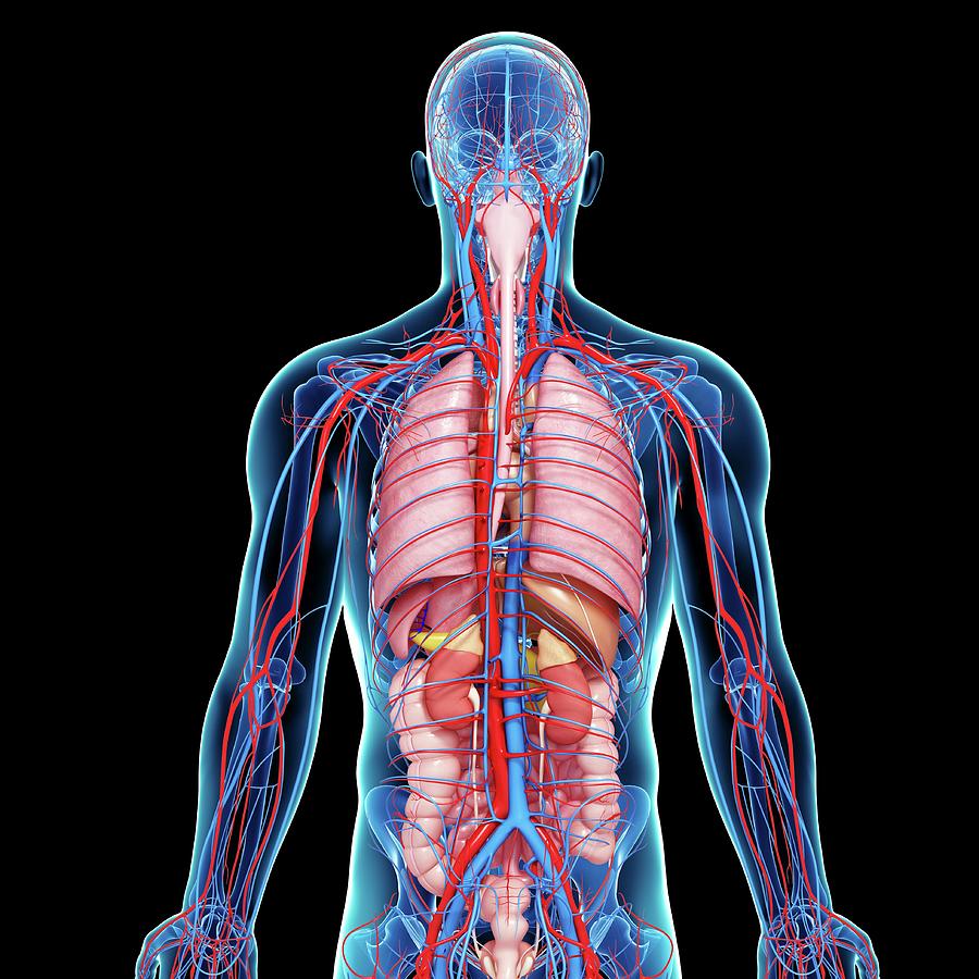 Male Anatomy Photograph by Pixologicstudio/science Photo Library