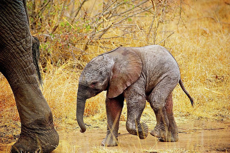 African Mammals Photograph by Shannon Benson | Fine Art America