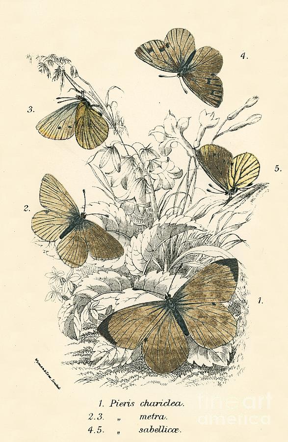 Insects Drawing - Butterflies by English School