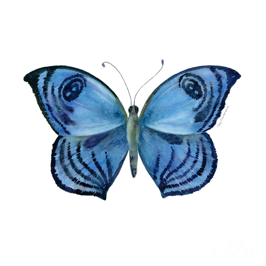 75 Capanea Butterfly Painting by Amy Kirkpatrick