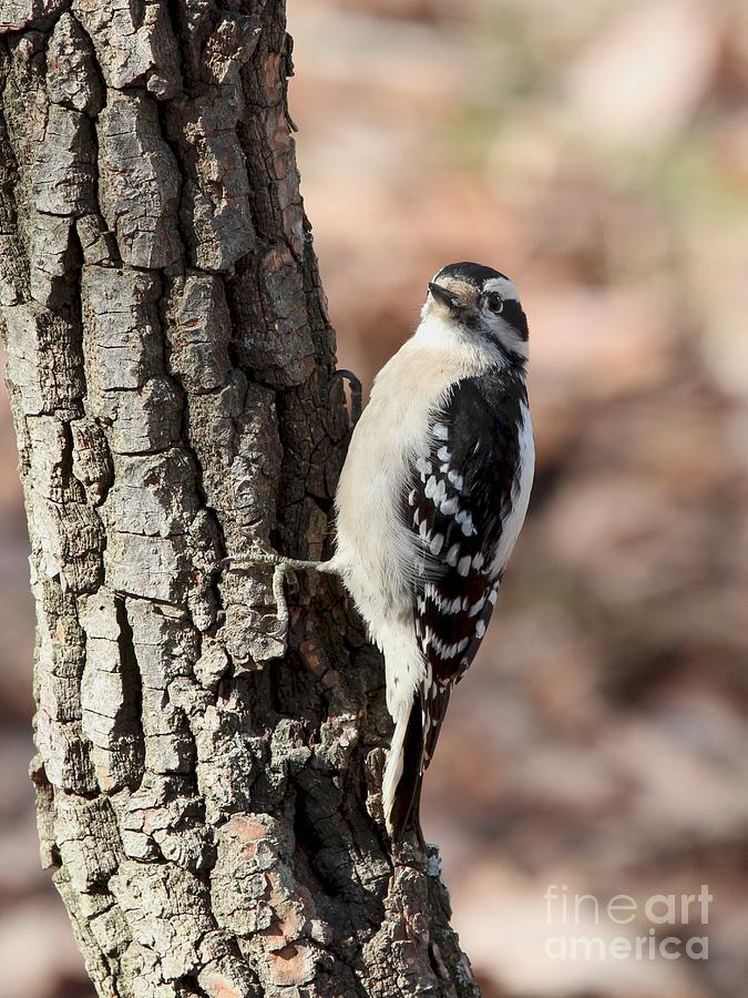 Downy Woodpecker #75 Photograph by Jack R Brock