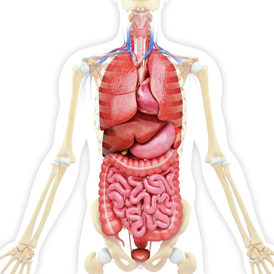 Skeleton Photograph - Human Internal Organs #75 by Pixologicstudio
