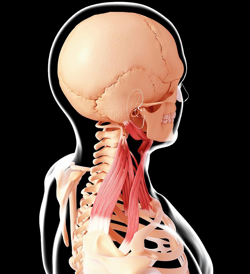 Human Neck Musculature Photograph By Pixologicstudio Science Photo 