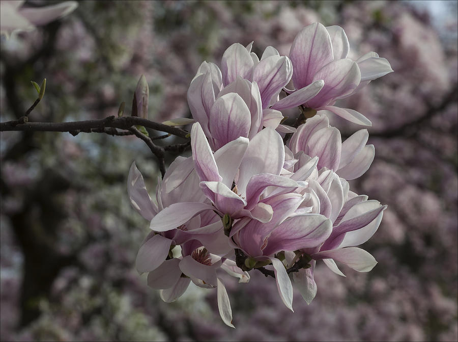 Magnolia Blossoms #75 Photograph by Robert Ullmann