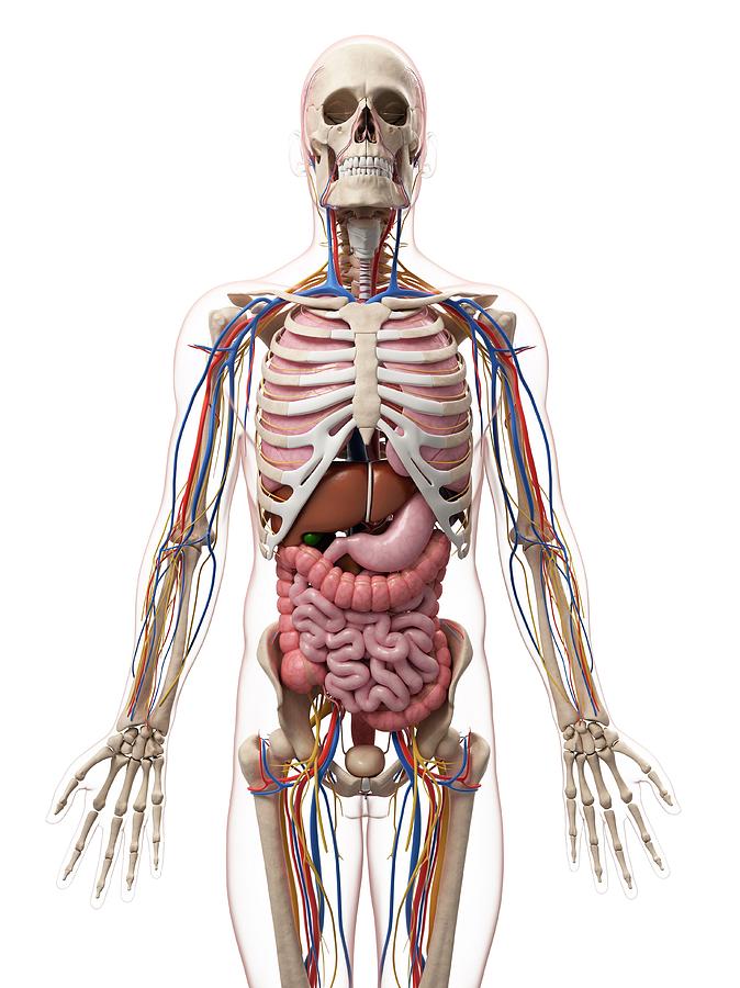 Male Anatomy Photograph by Sciepro/science Photo Library - Fine Art America