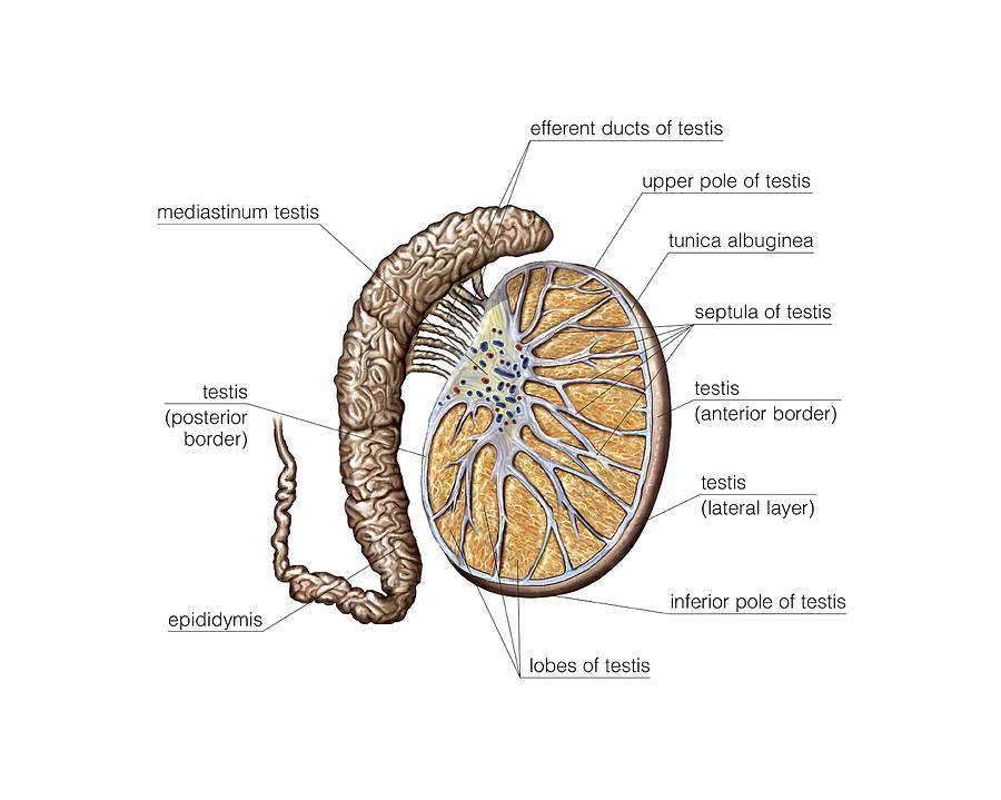 Male Genital System #75 Photograph by Asklepios Medical Atlas - Fine ...