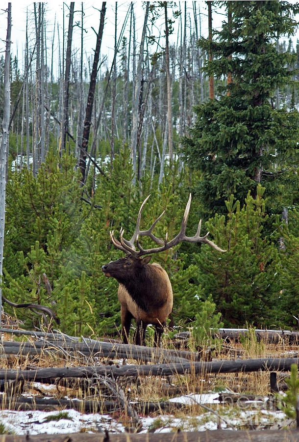 754P Bull Elk Photograph by NightVisions