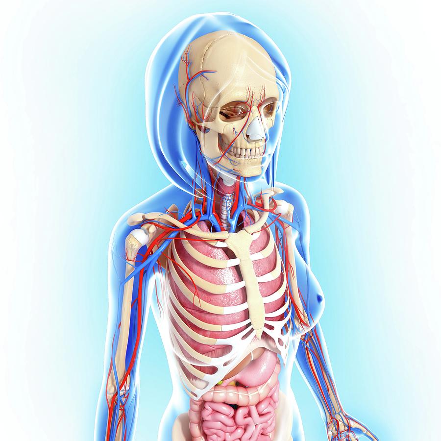 Female Anatomy Photograph by Pixologicstudio/science Photo Library ...