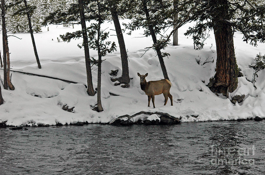 756P Elk Photograph by NightVisions