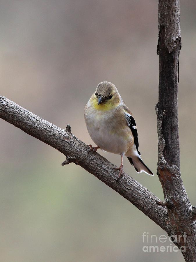 American Goldfinch #76 Photograph by Jack R Brock