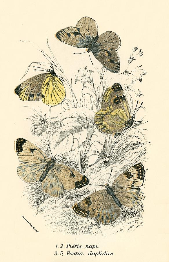 Butterflies Painting by English School