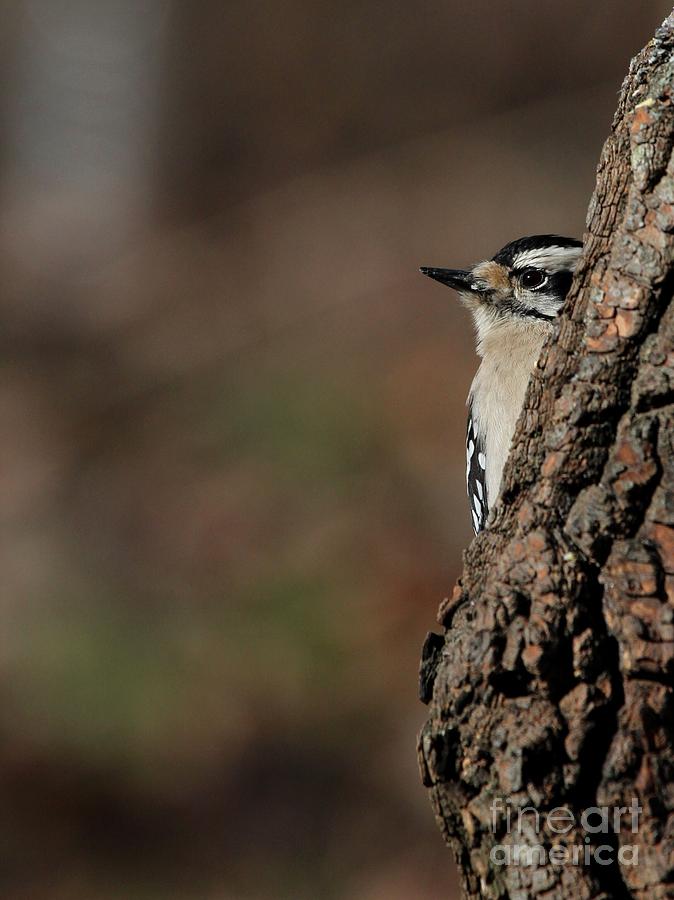 Downy Woodpecker #76 Photograph by Jack R Brock