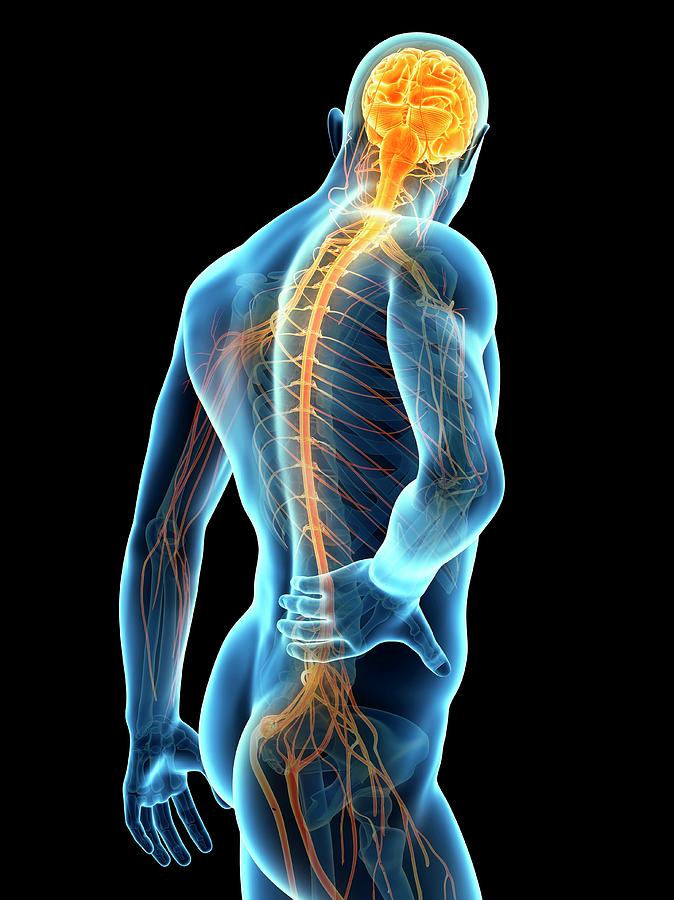 Illustration Photograph - Human Back Pain #76 by Sebastian Kaulitzki