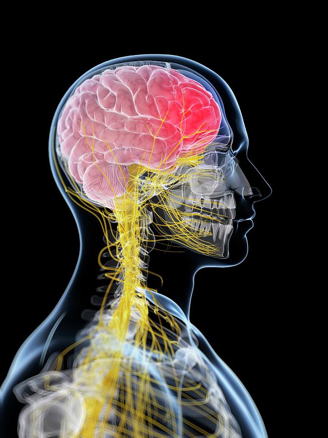 Illustration Photograph - Human Brain #76 by Sebastian Kaulitzki