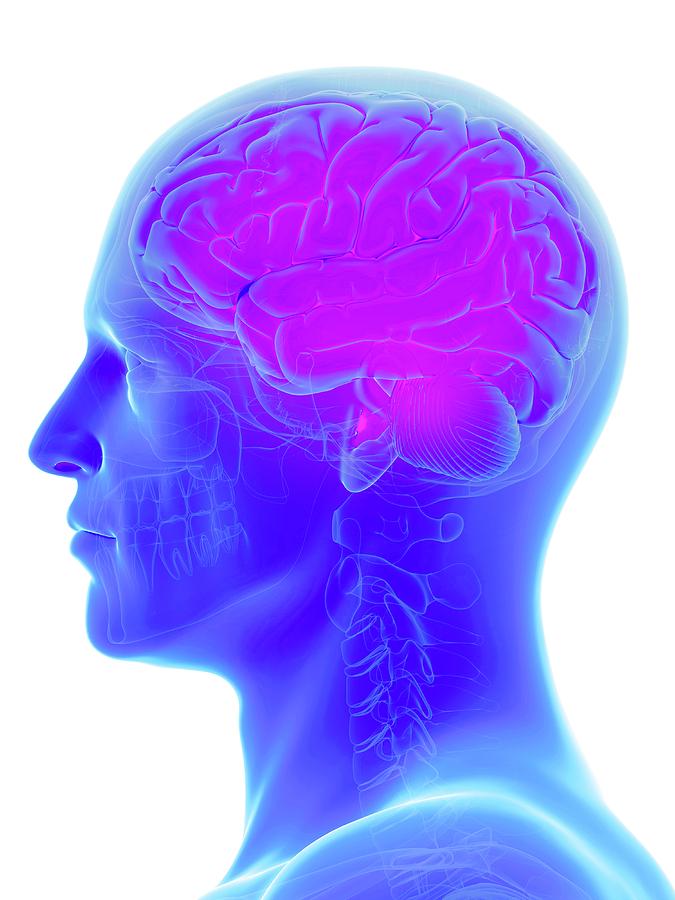 Human Brain Photograph by Sebastian Kaulitzki/science Photo Library