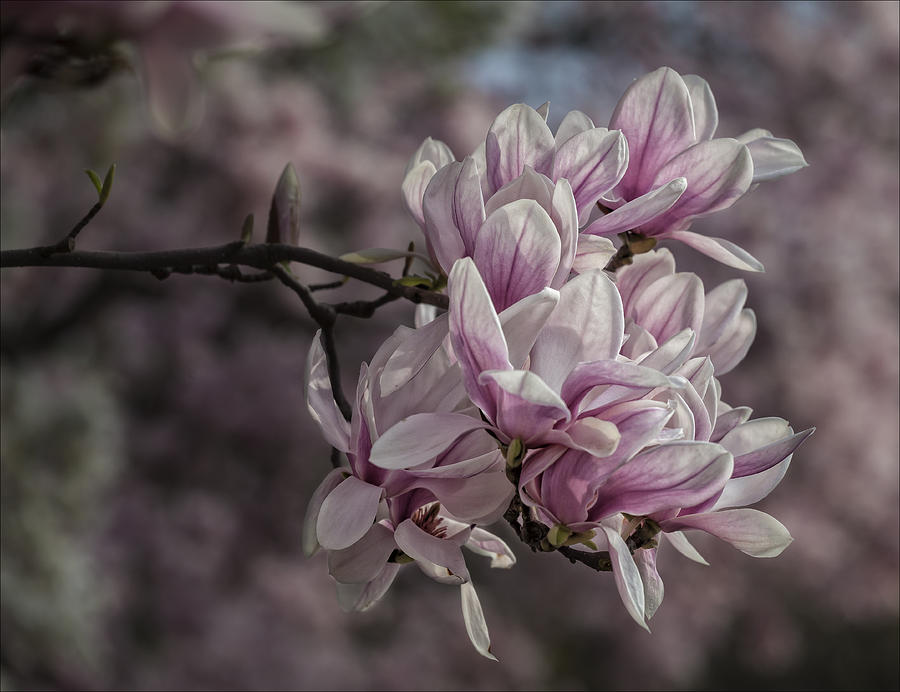 Magnolia Blossoms #76 Photograph by Robert Ullmann