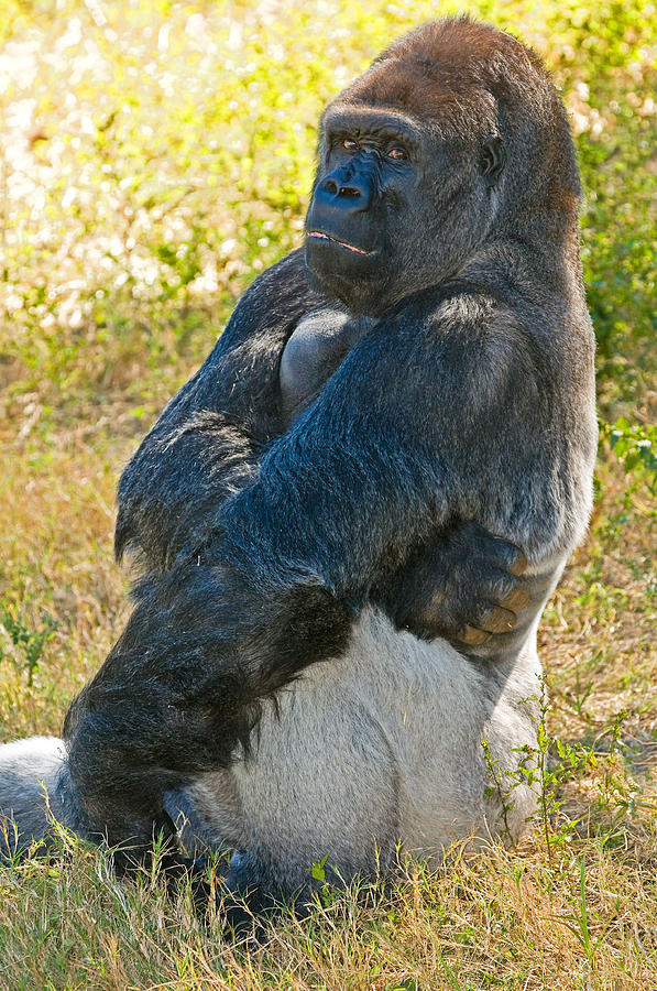 Western Lowland Gorilla #76 Photograph by Millard H. Sharp