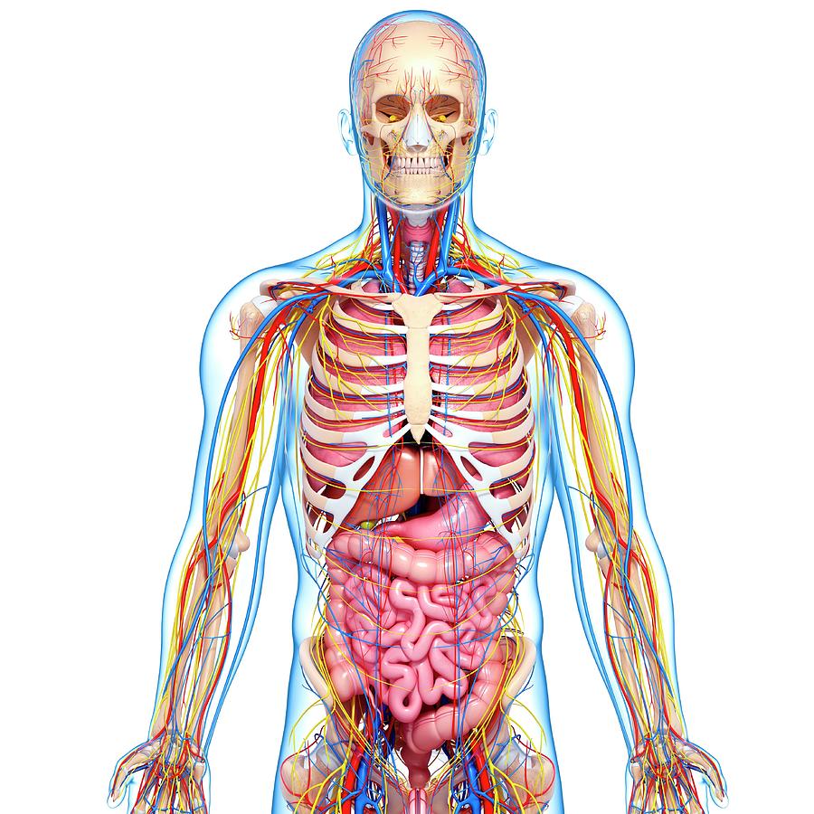 Male Anatomy Photograph by Pixologicstudio/science Photo Library