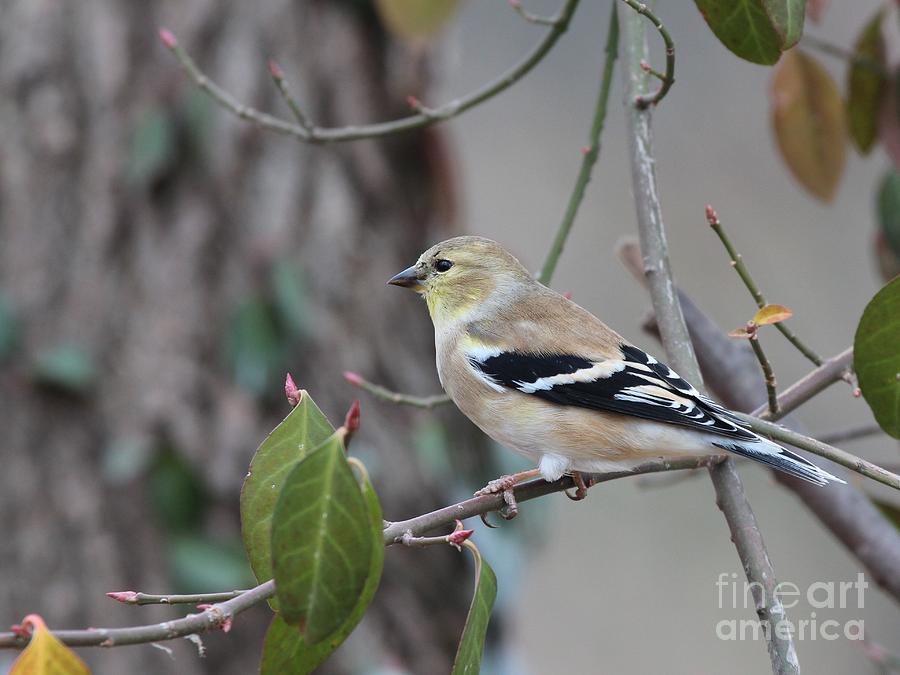 American Goldfinch #77 Photograph by Jack R Brock