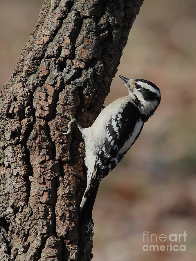 Downy Woodpecker #77 Photograph by Jack R Brock