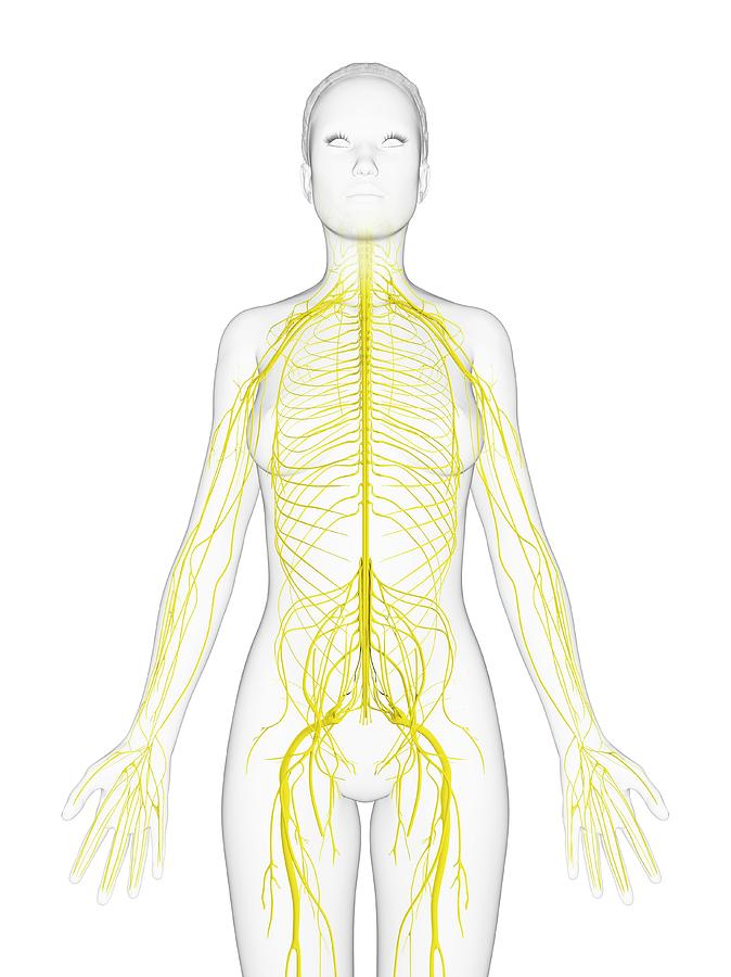 Female Nervous System Photograph by Sciepro/science Photo Library ...