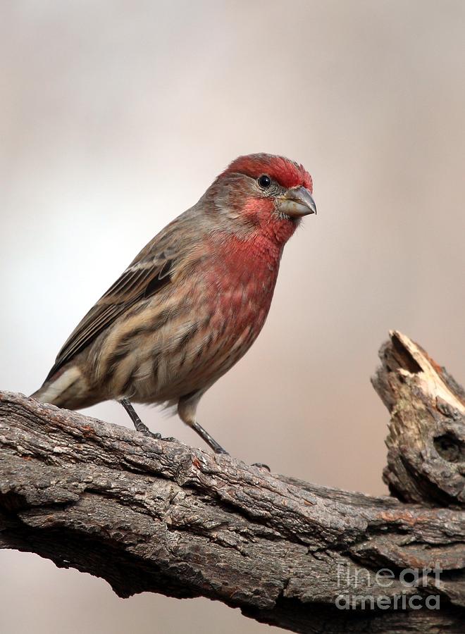 House Finch Photograph by Jack R Brock - Fine Art America