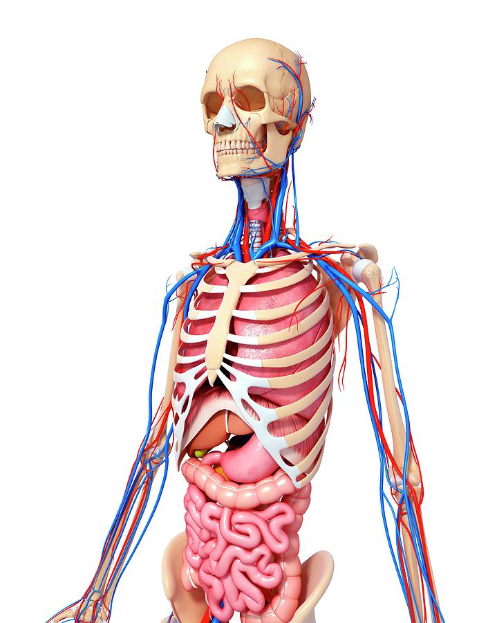 Human Anatomy Photograph by Pixologicstudio/science Photo Library ...