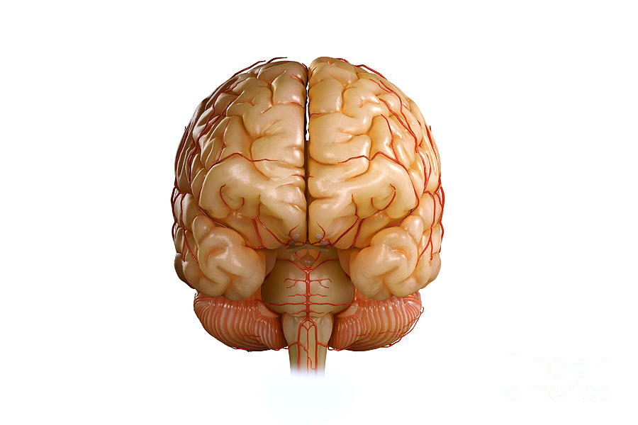Human Brain #77 Photograph by Science Picture Co