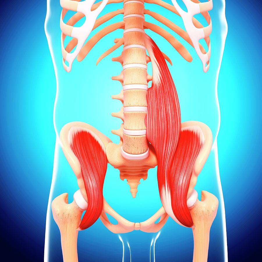 Human Hip Musculature Photograph by Pixologicstudio/science Photo ...