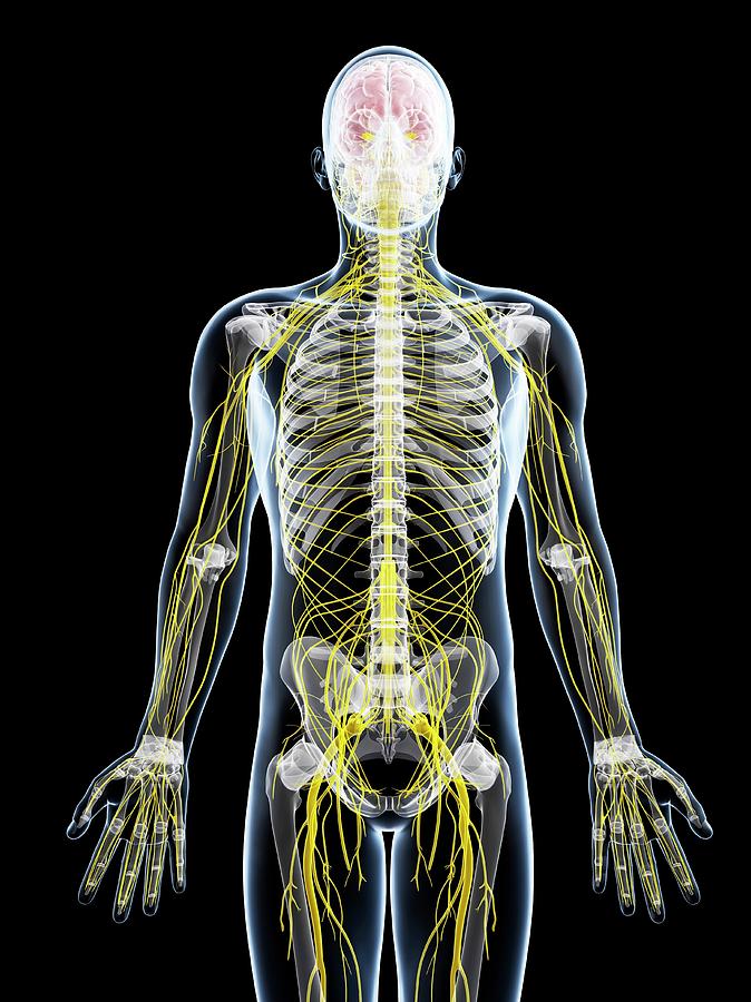 Male Nervous System Photograph by Sciepro/science Photo Library - Fine ...