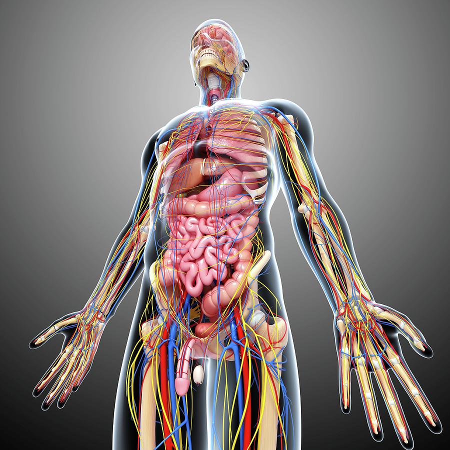 Male Anatomy Photograph by Pixologicstudio/science Photo Library - Fine ...