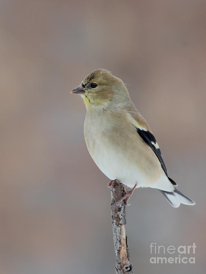 American Goldfinch #78 Photograph by Jack R Brock