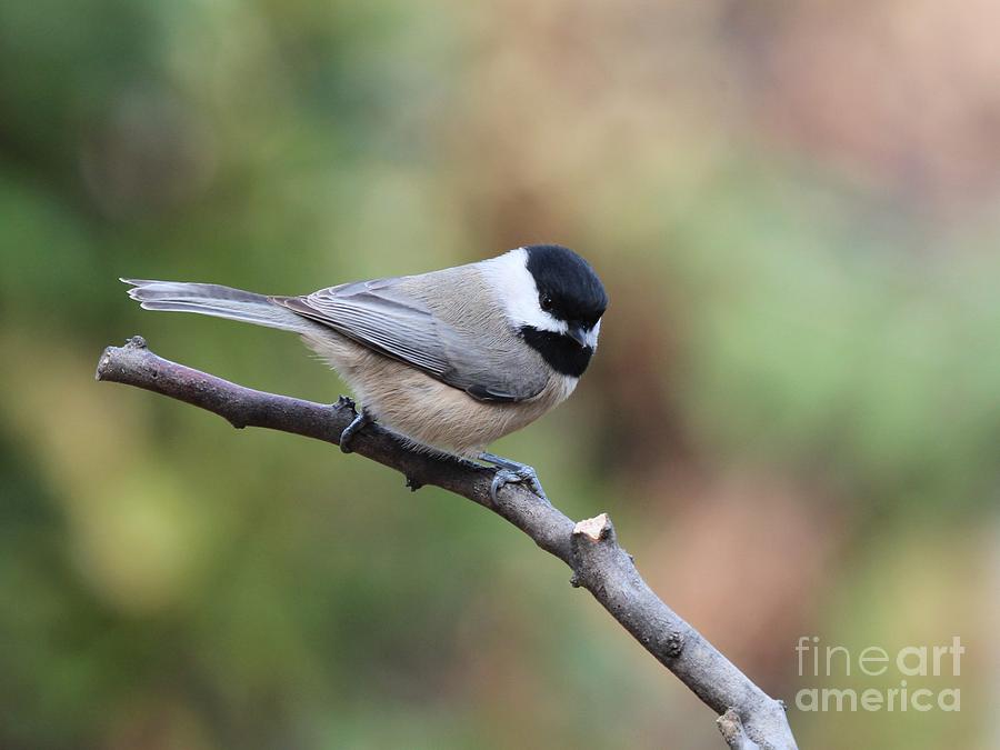 Black-capped Chickadee #78 Photograph by Jack R Brock