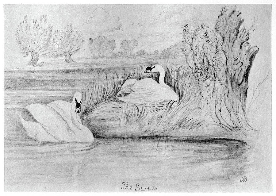 Swan Drawing - Blackburn Birds, 1895 #78 by Granger
