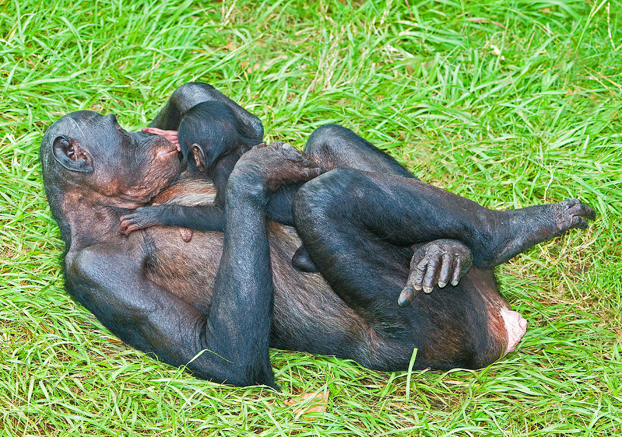 Bonobo Mother And Baby #78 Photograph by Millard H. Sharp