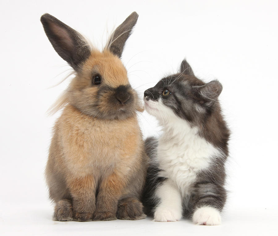 Kitten And Rabbit #78 Photograph by Mark Taylor