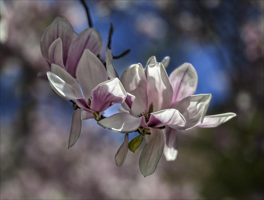 Magnolia Blossoms #78 Photograph by Robert Ullmann