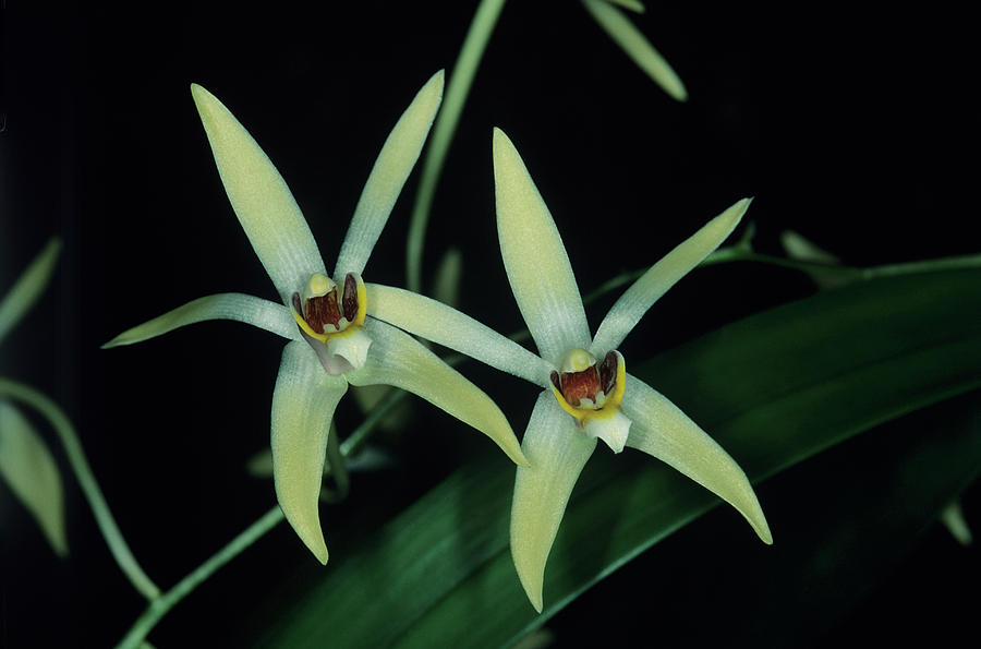 Orchid Flowers #78 Photograph by Paul Harcourt Davies/science Photo Library