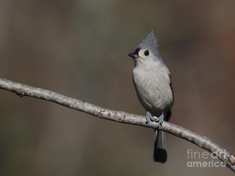 Tufted Titmouse #78 Photograph by Jack R Brock