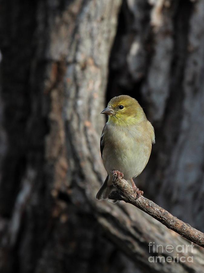 American Goldfinch #79 Photograph by Jack R Brock