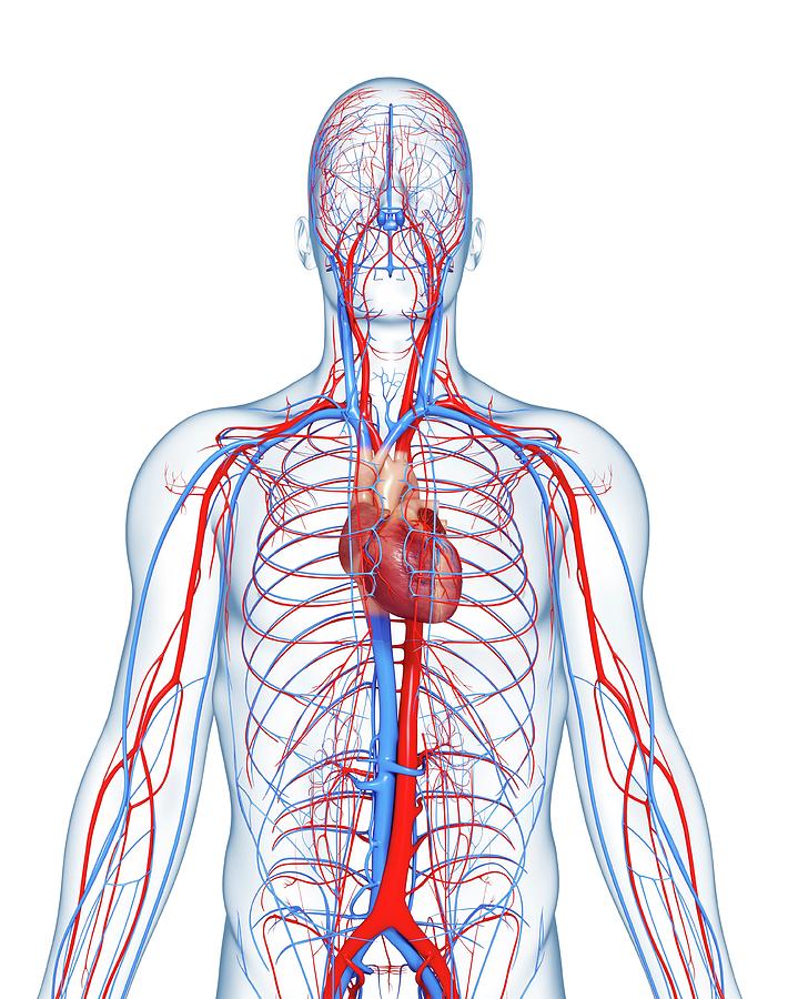 Cardiovascular System #79 by Science Photo Library