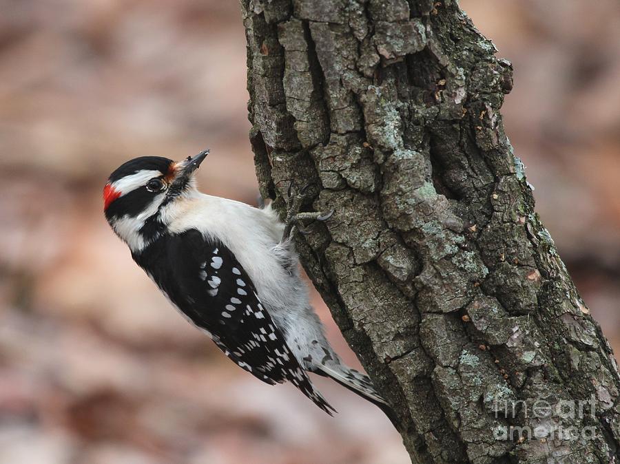 Downy Woodpecker #79 Photograph by Jack R Brock