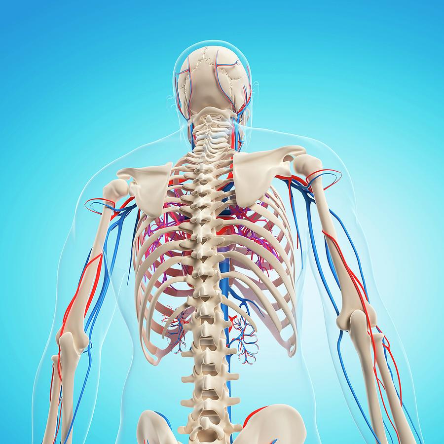 Human Anatomy Photograph By Sciepro Science Photo Library Fine Art America