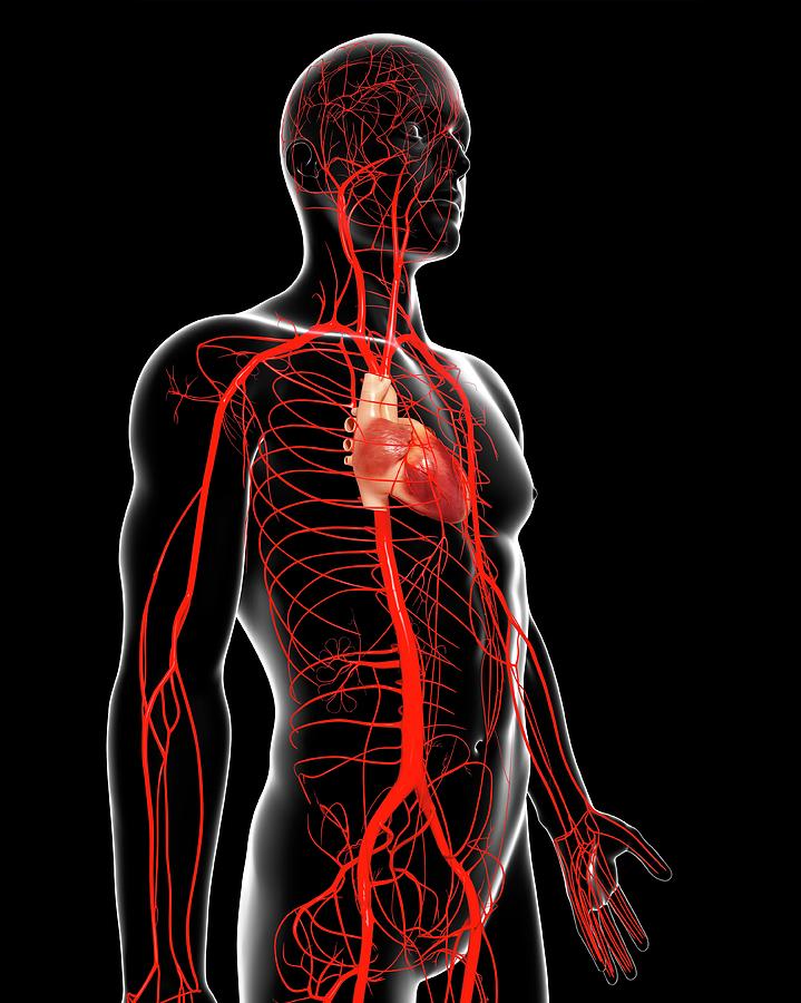 Human Arteries Photograph By Pixologicstudioscience Photo Library Pixels
