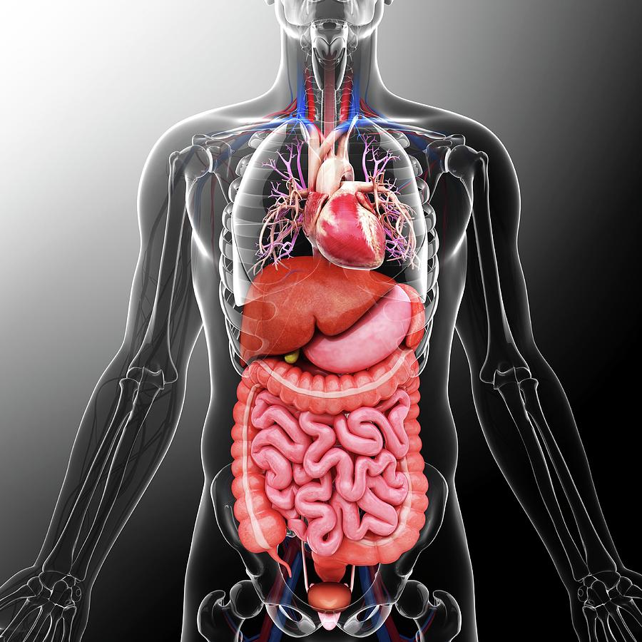 Anatomy Of Organs In The Human Body Organs Human Body Anatomy Bbc   79 Human Internal Organs Pixologicstudio 