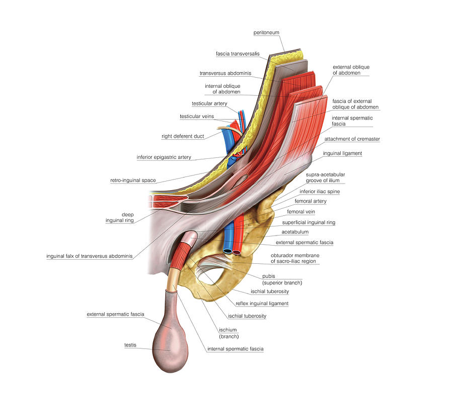 Male Genital System #79 Photograph by Asklepios Medical Atlas