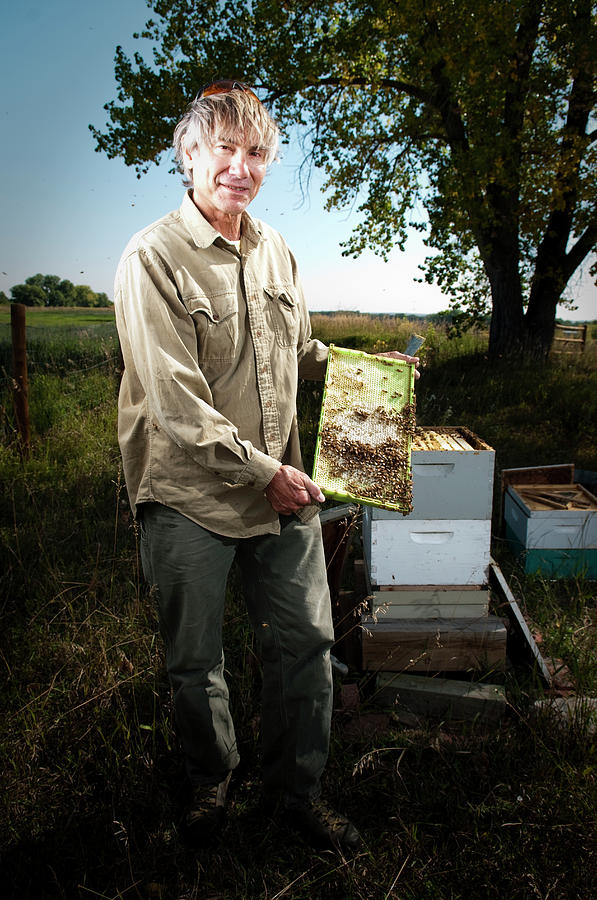 A Bee Keeper Checks On The Health Photograph by Randall Levensaler ...