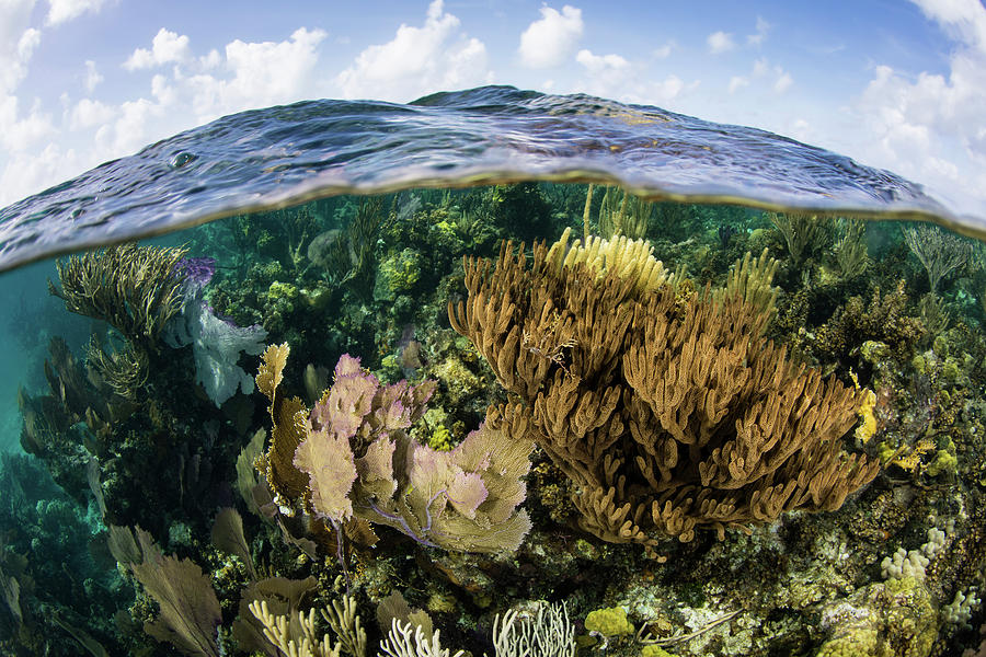 A Split Level View Of A Coral Reef #8 Photograph by Ethan Daniels